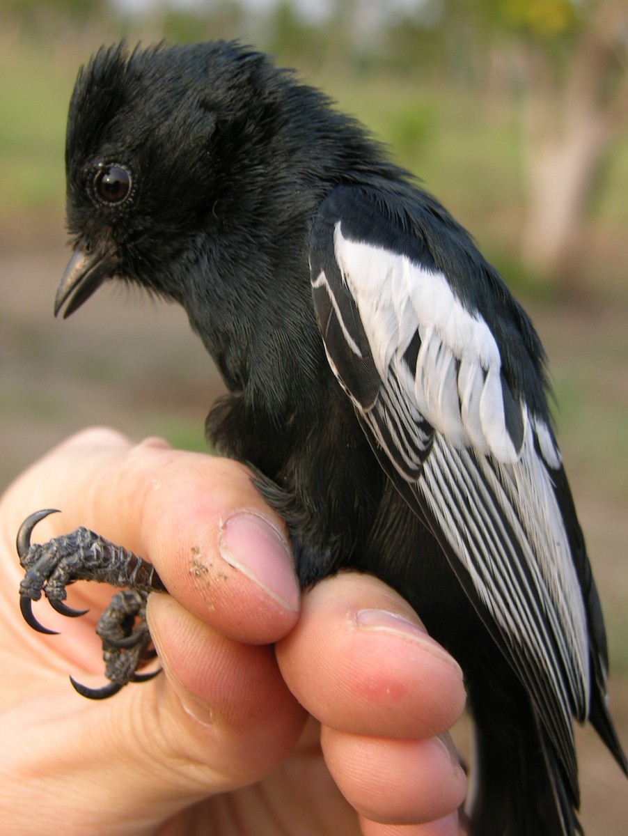 White-winged Black-Tit - ML216277301