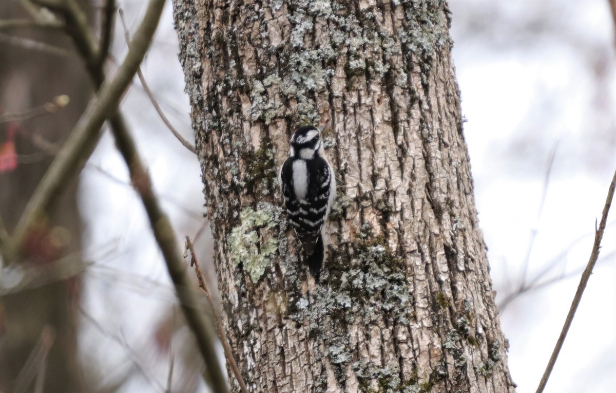 Downy Woodpecker - ML216277371