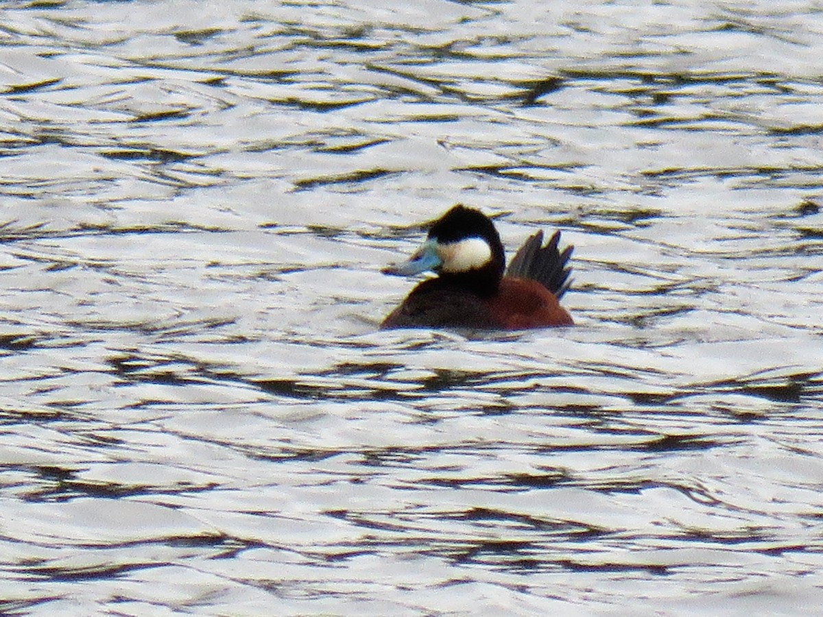 Ruddy Duck - ML216277951