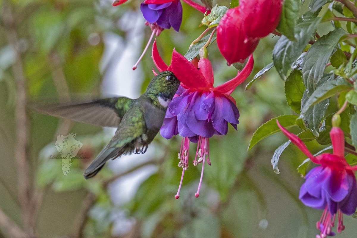 kolibřík bělohrdlý - ML216278211