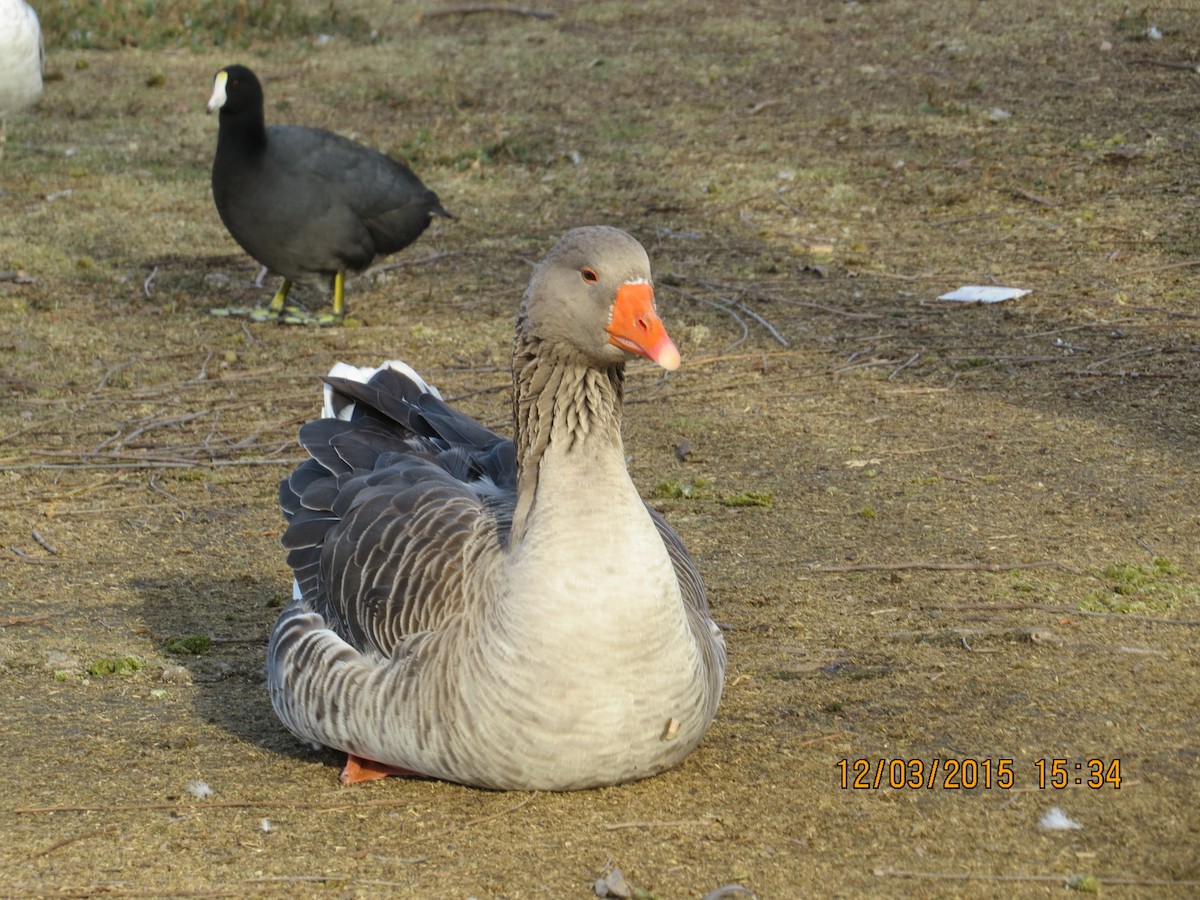 Graylag Goose (Domestic type) - ML21627831