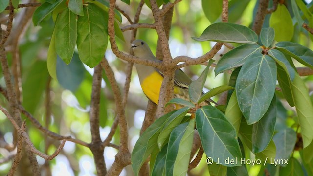 Bruce's Green-Pigeon - ML216280031