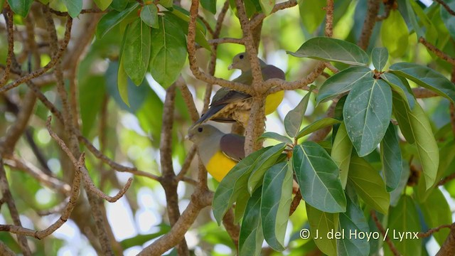 Bruce's Green-Pigeon - ML216280221