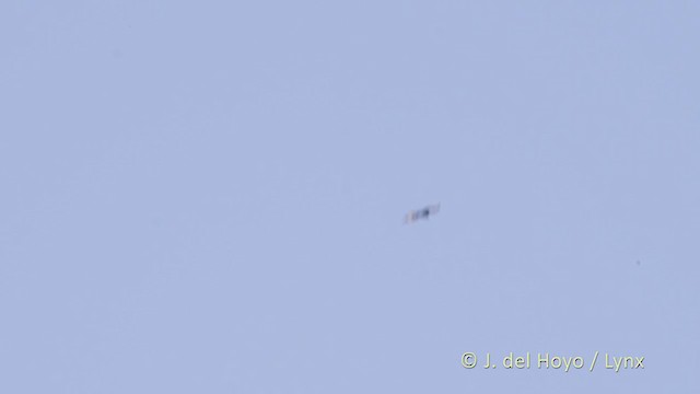 Long-crested Eagle - ML216280251