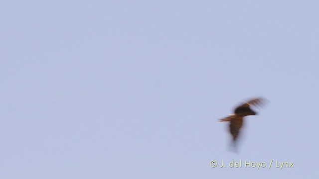 African Harrier-Hawk - ML216280381