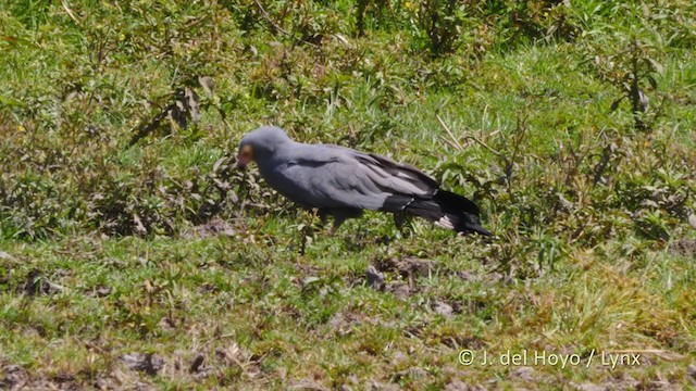 African Harrier-Hawk - ML216280421