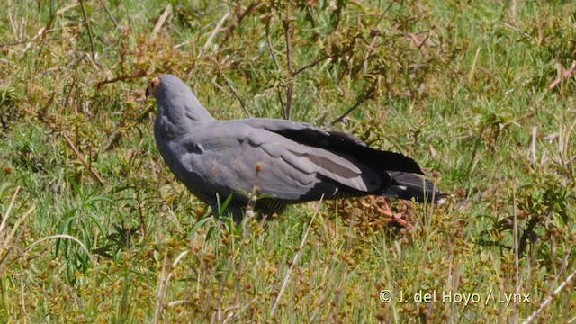 African Harrier-Hawk - ML216280461