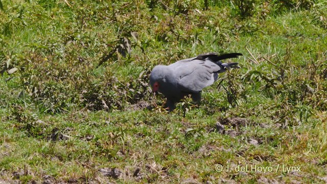 African Harrier-Hawk - ML216280491