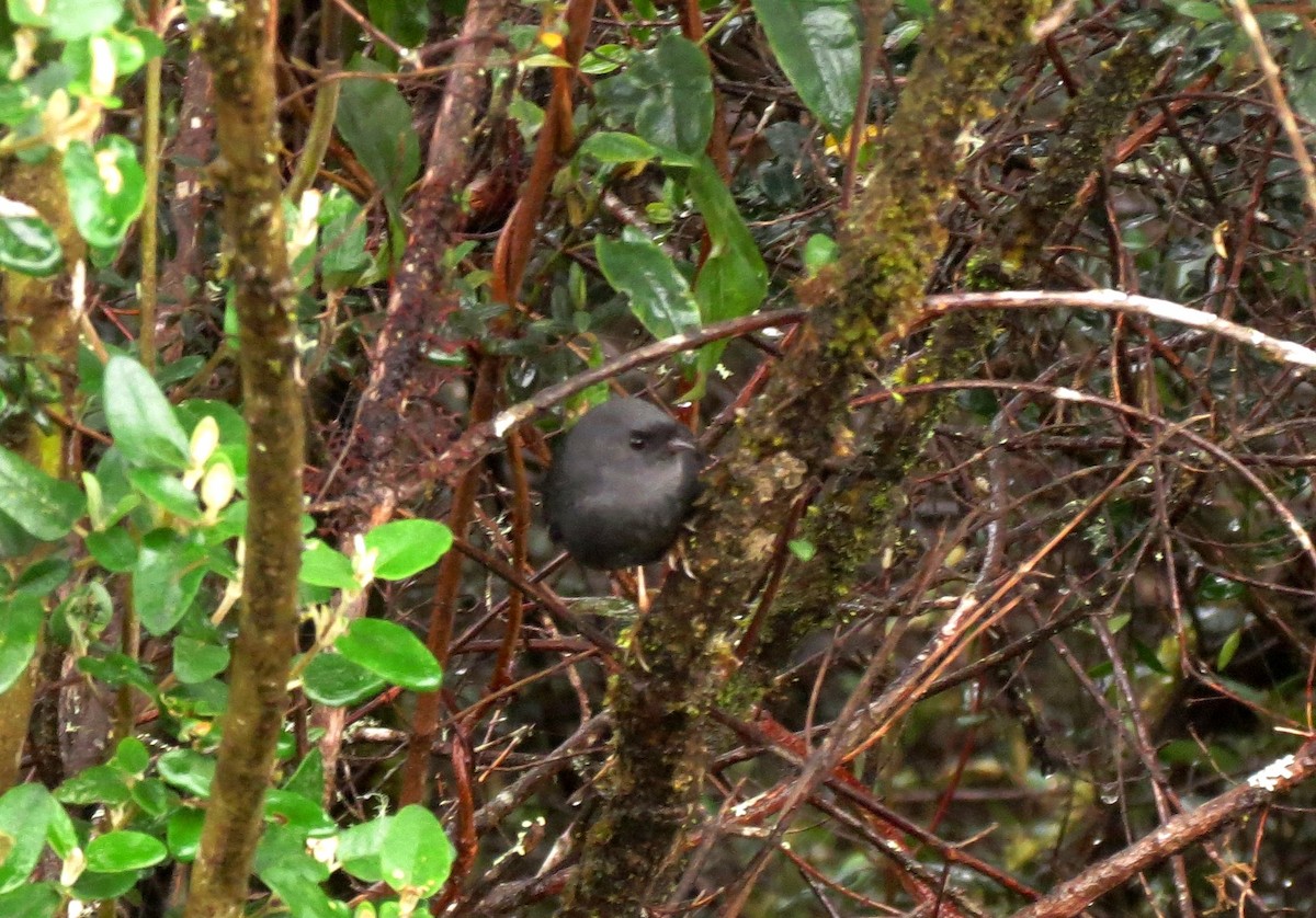 Loja Tapaculo - ML216280651