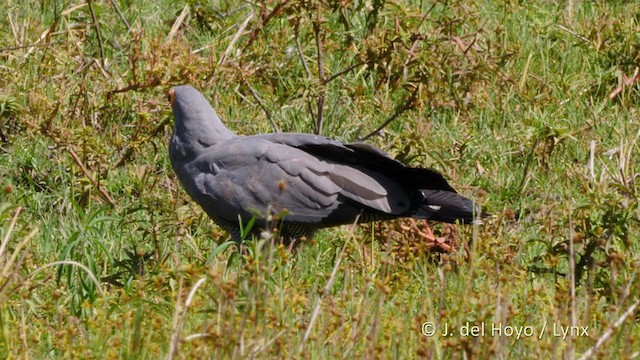 Aguilucho Caricalvo Común - ML216280781