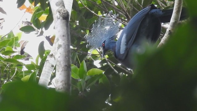 Victoria Crowned-Pigeon - ML216281291