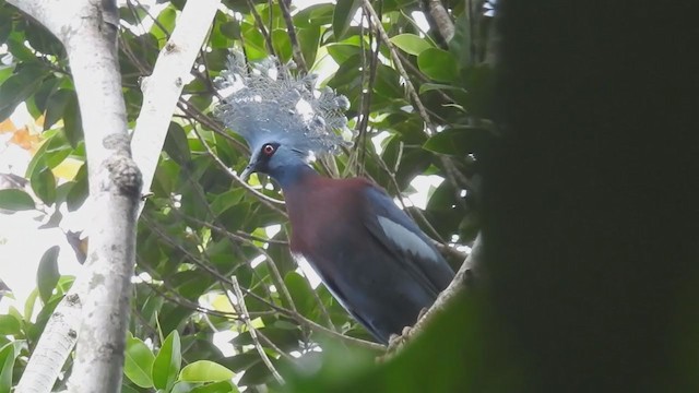 Victoria Crowned-Pigeon - ML216281471