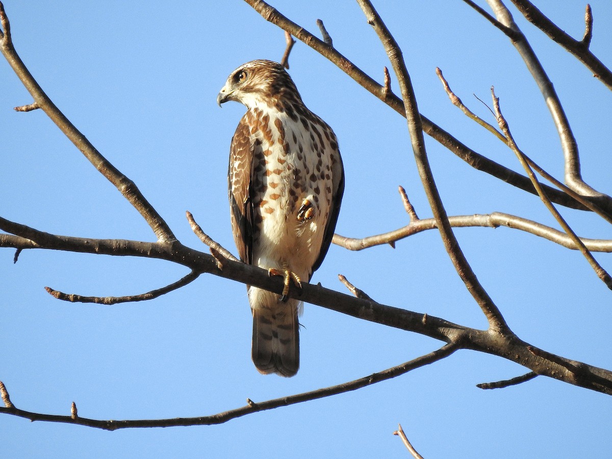 Broad-winged Hawk - ML216282051