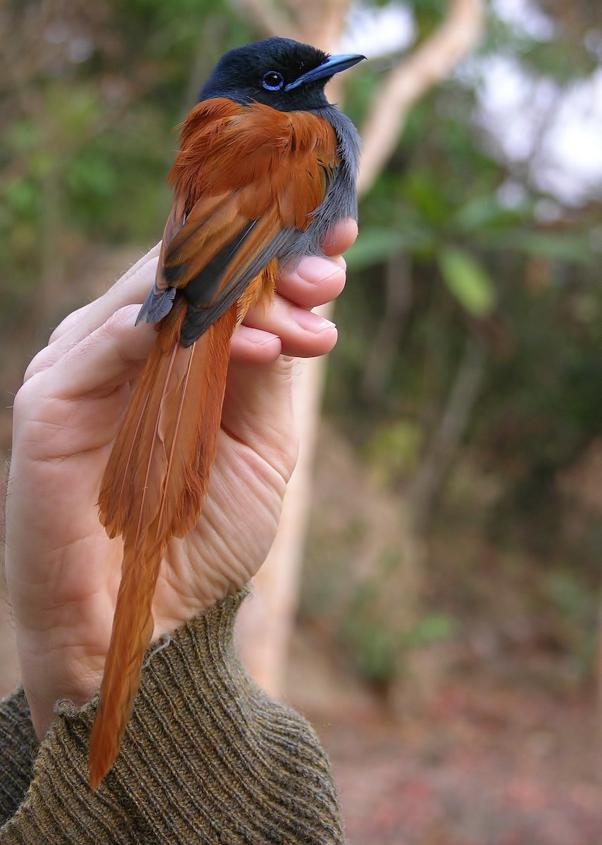 Bates's Paradise-Flycatcher - Tony King