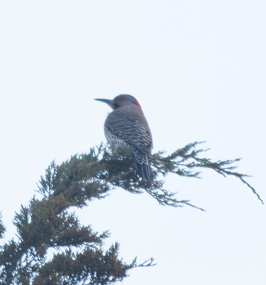 Northern Flicker (Yellow-shafted) - ML216282421