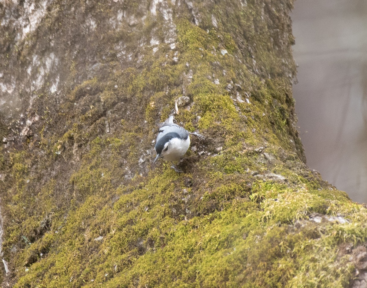 White-breasted Nuthatch (Eastern) - ML216282471