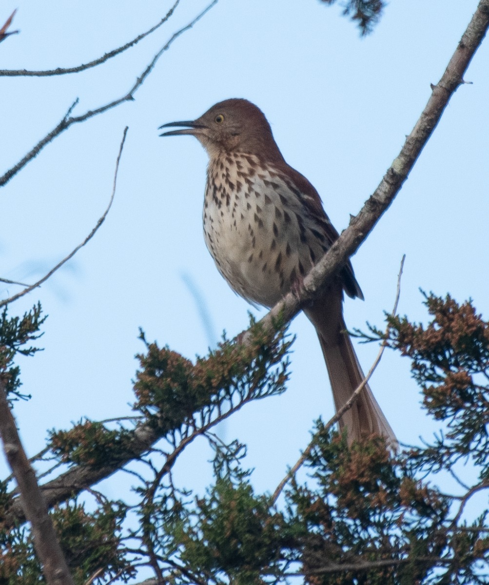 Brown Thrasher - ML216282491