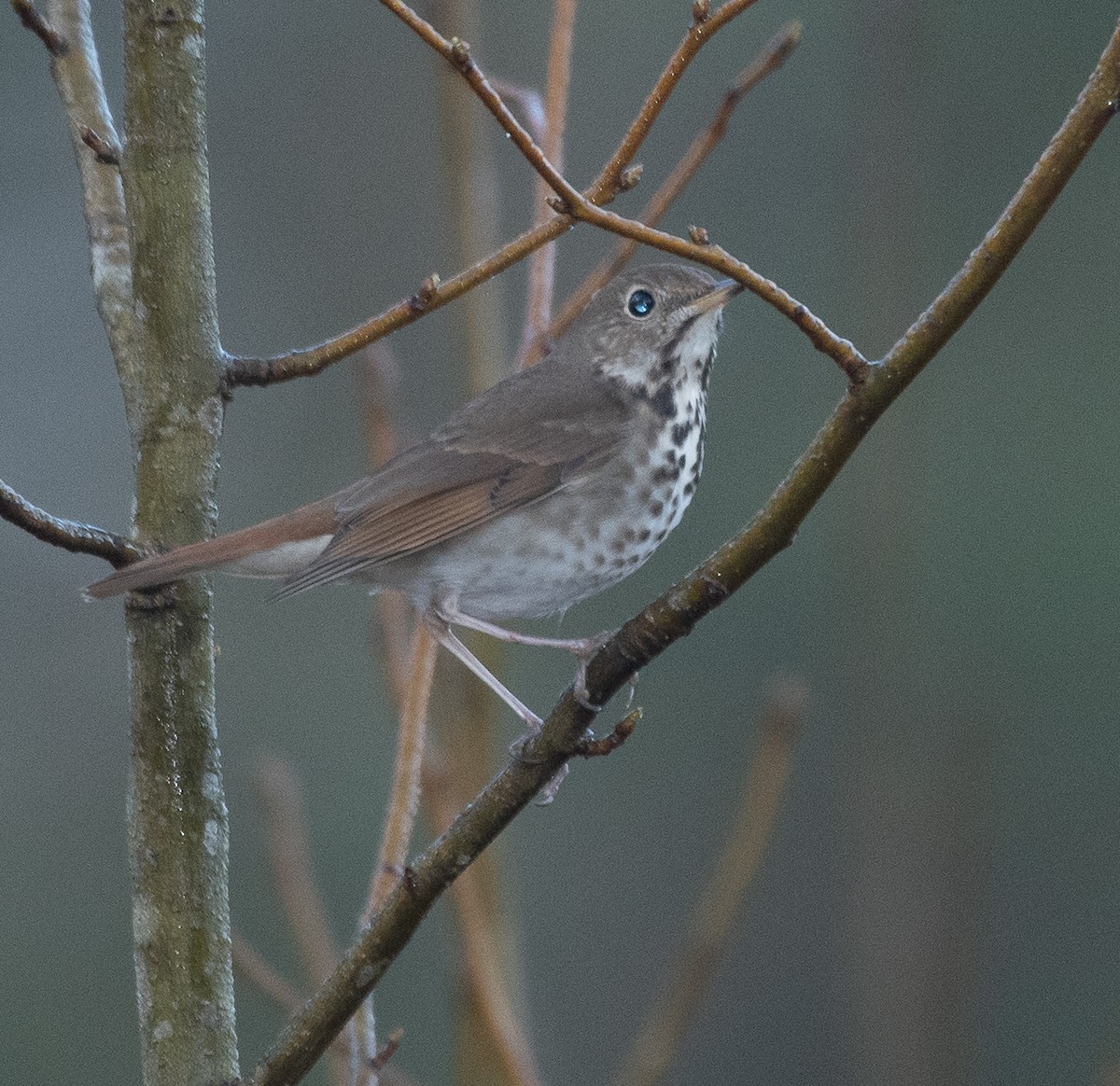 Hermit Thrush - ML216282541