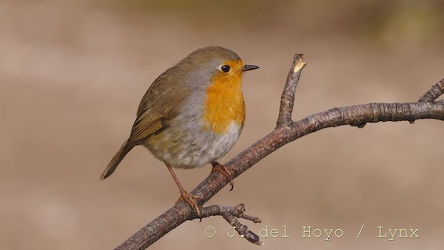 European Robin - ML216284071