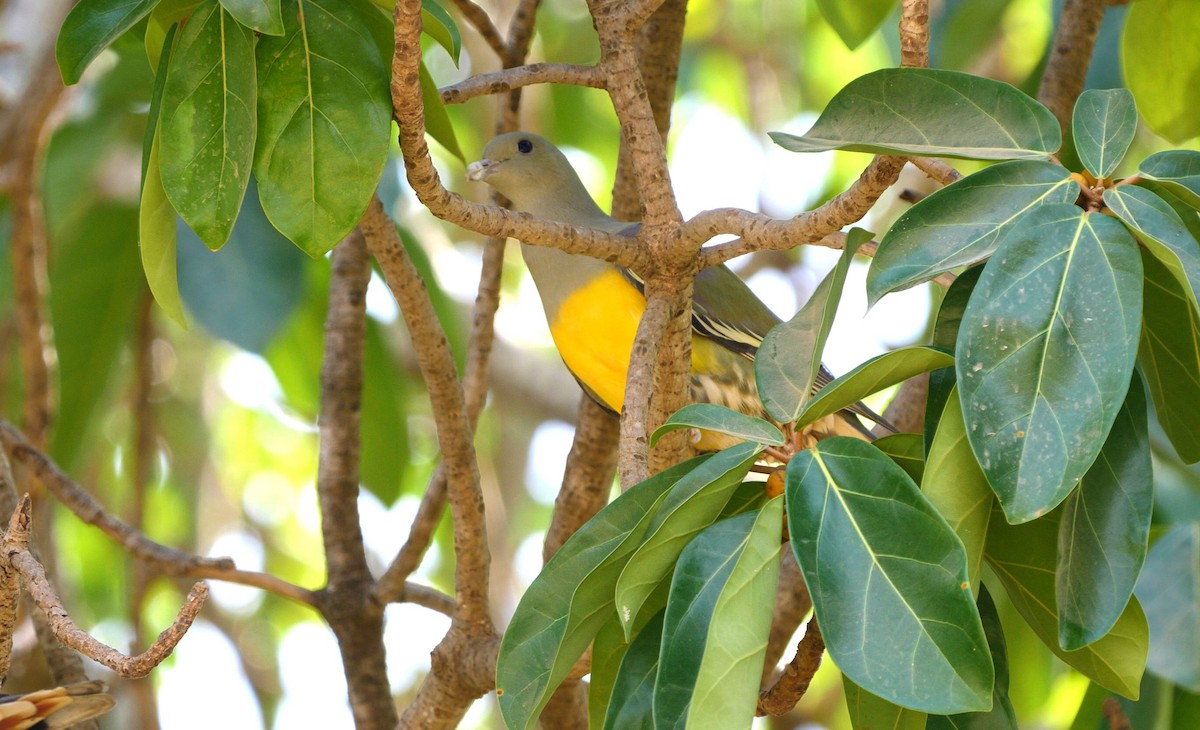 Bruce's Green-Pigeon - ML216284311