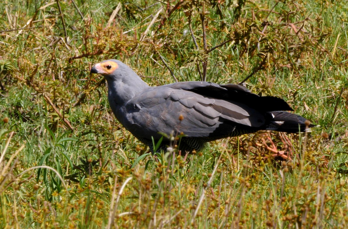 African Harrier-Hawk - Josep del Hoyo