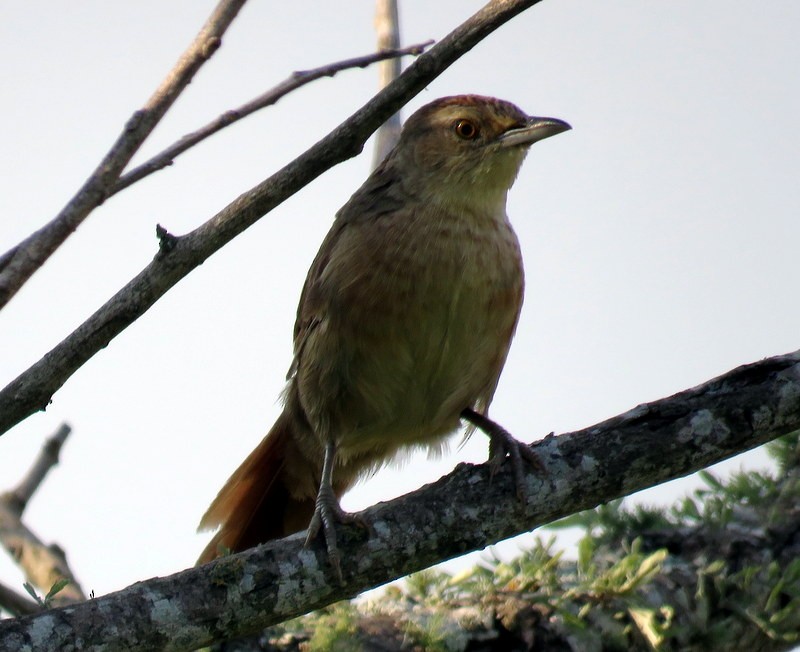 Espinero Pechirrayado - ML216284811