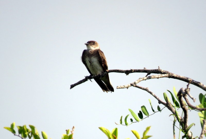 Brown-chested Martin - ML216285121