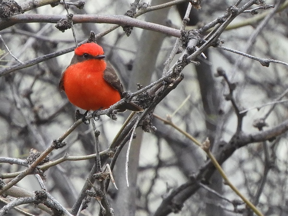 Vermilion Flycatcher - ML216285331