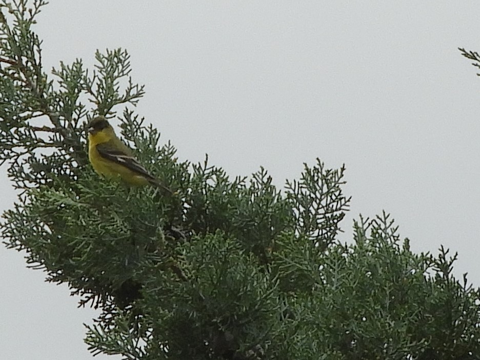 Lesser Goldfinch - ML216285551