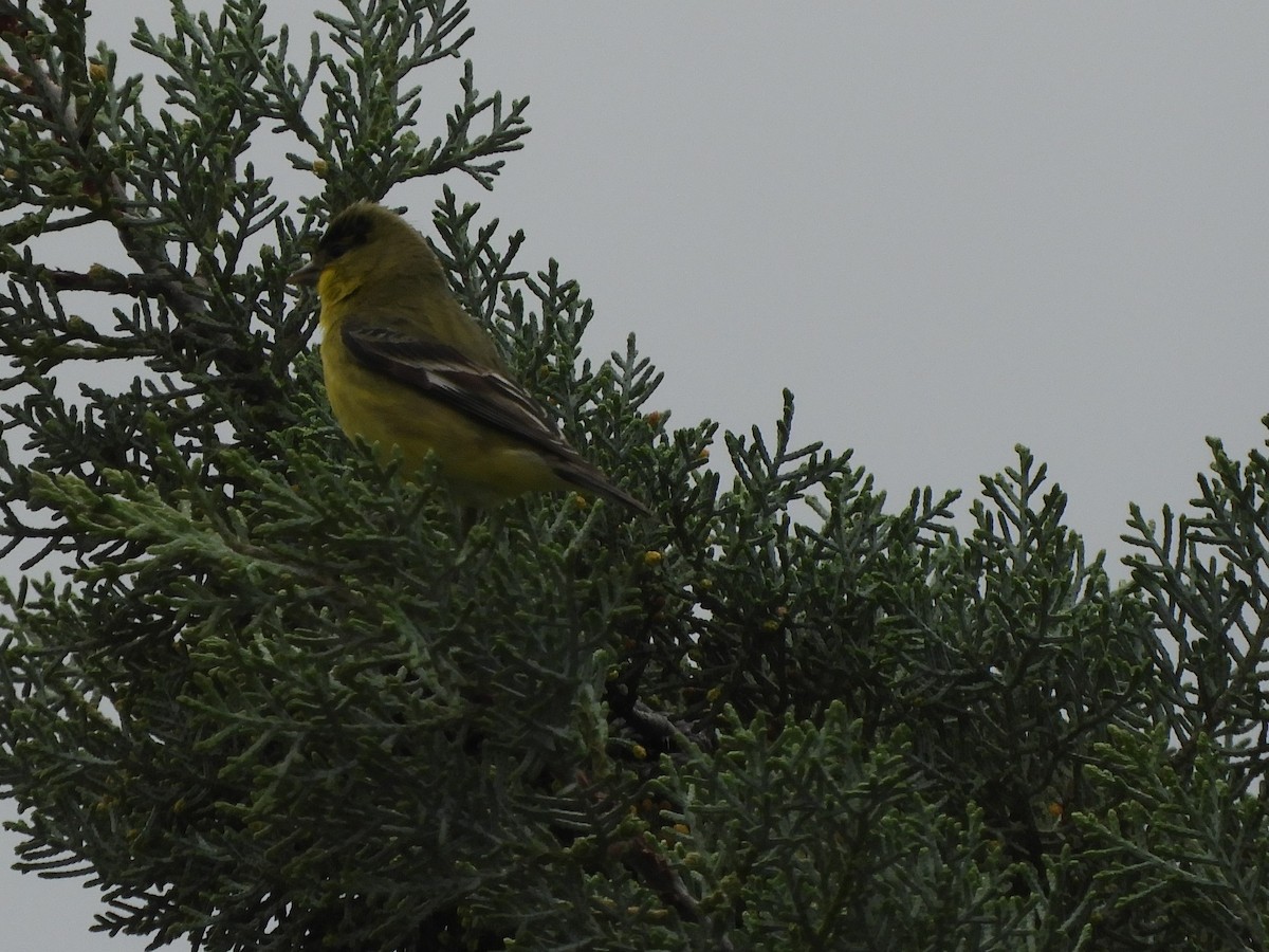 Lesser Goldfinch - ML216285571