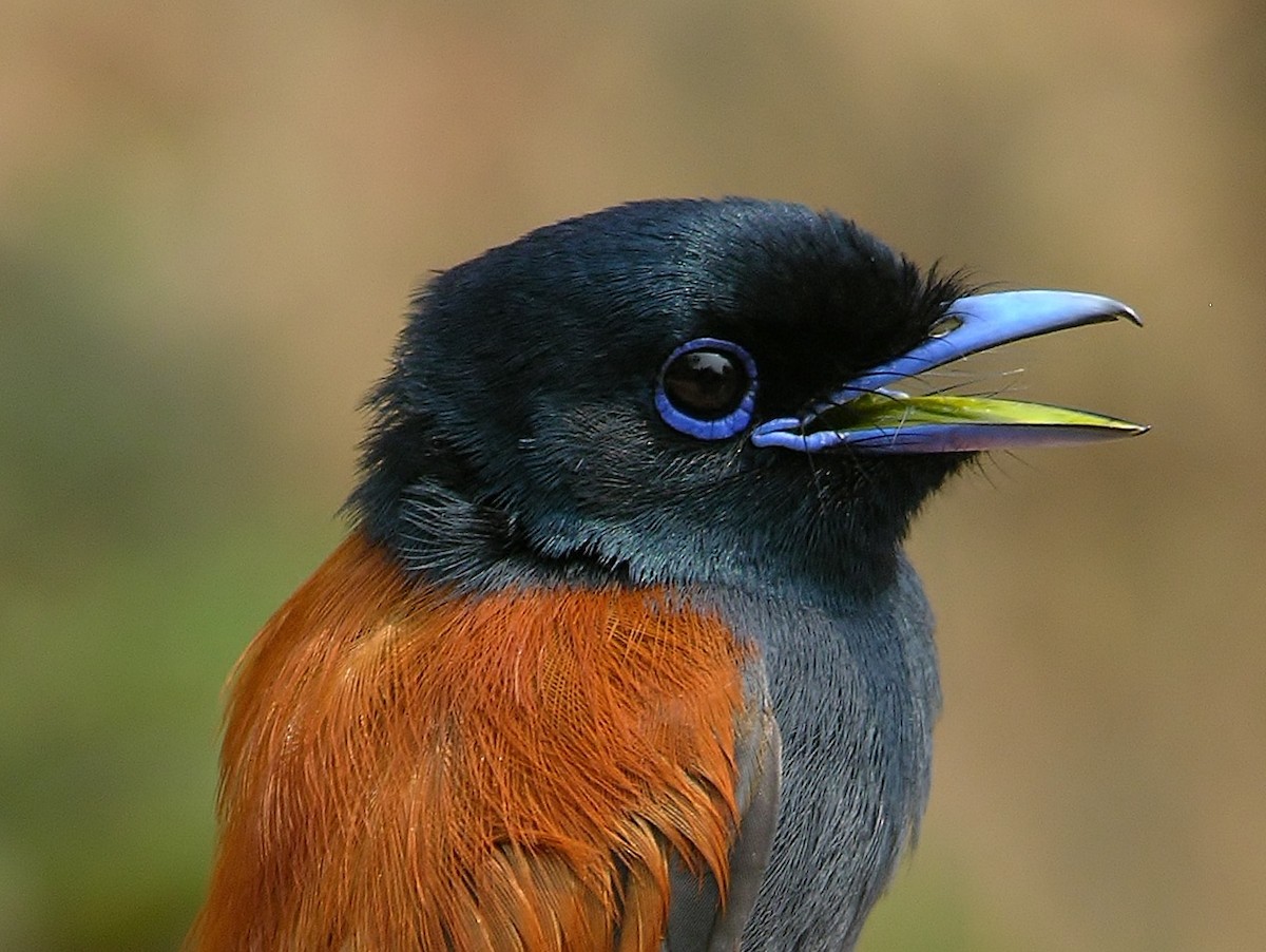 Bates's Paradise-Flycatcher - ML216285581