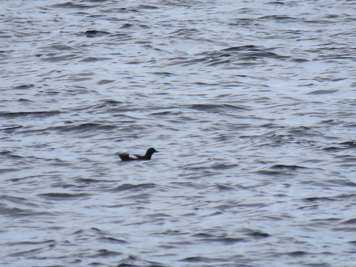 Pigeon Guillemot - ML216285951