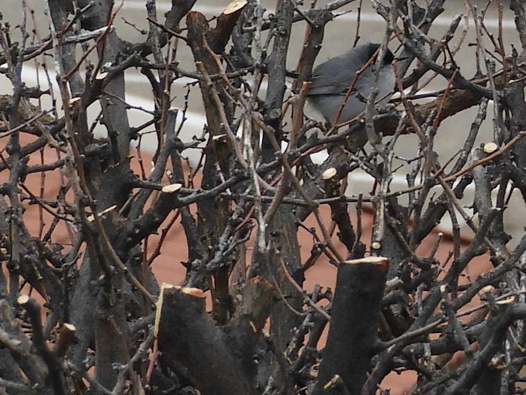 Black-tailed Gnatcatcher - ML216286271