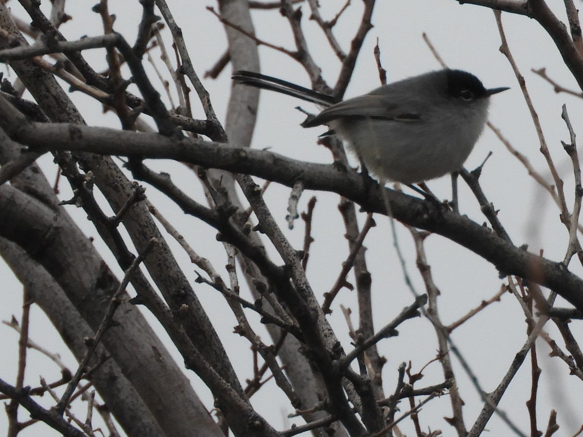 Black-tailed Gnatcatcher - ML216286281