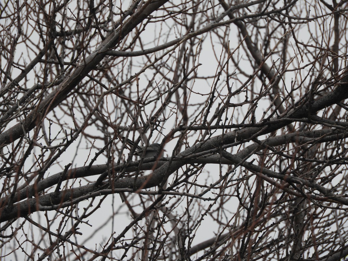 Black-tailed Gnatcatcher - ML216286331