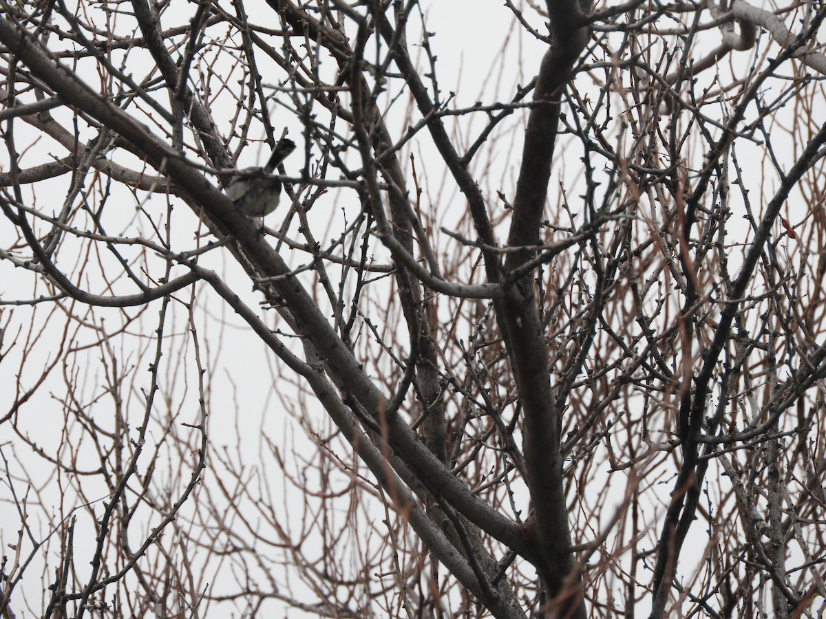 Black-tailed Gnatcatcher - ML216286351