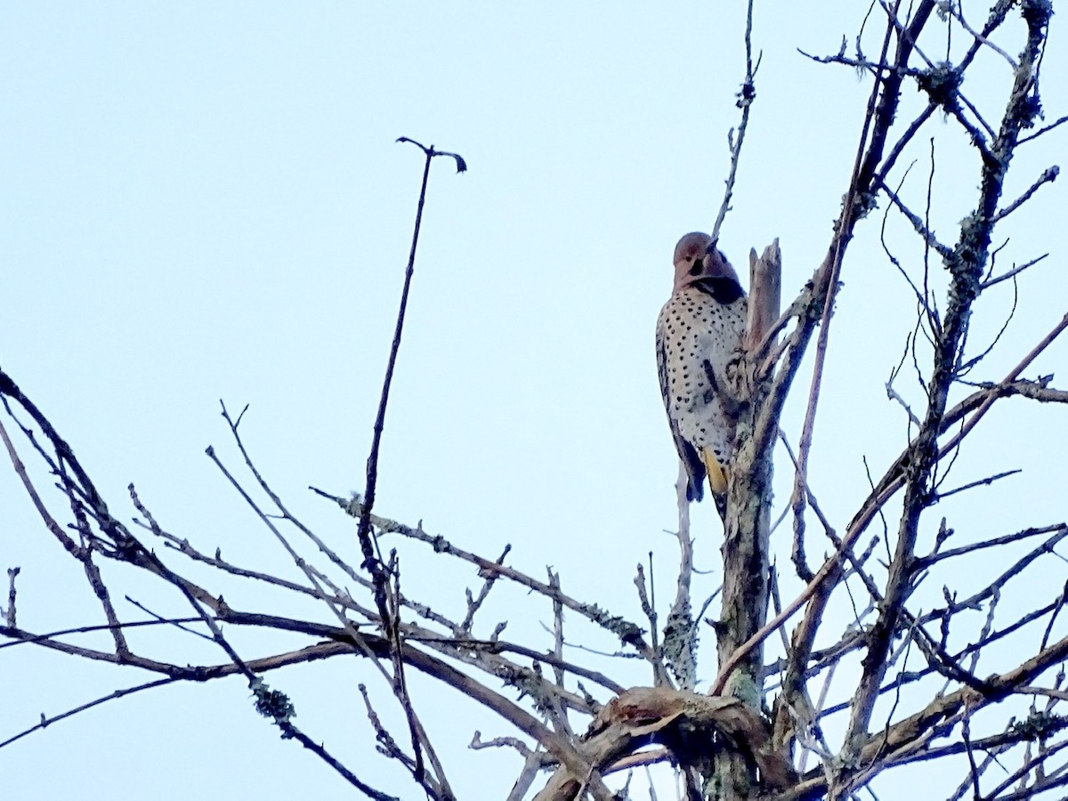 Northern Flicker (Yellow-shafted) - ML216286781