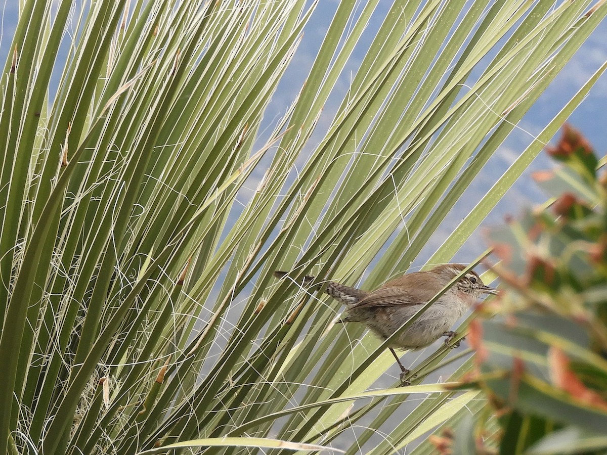 Bewick's Wren - ML216287071