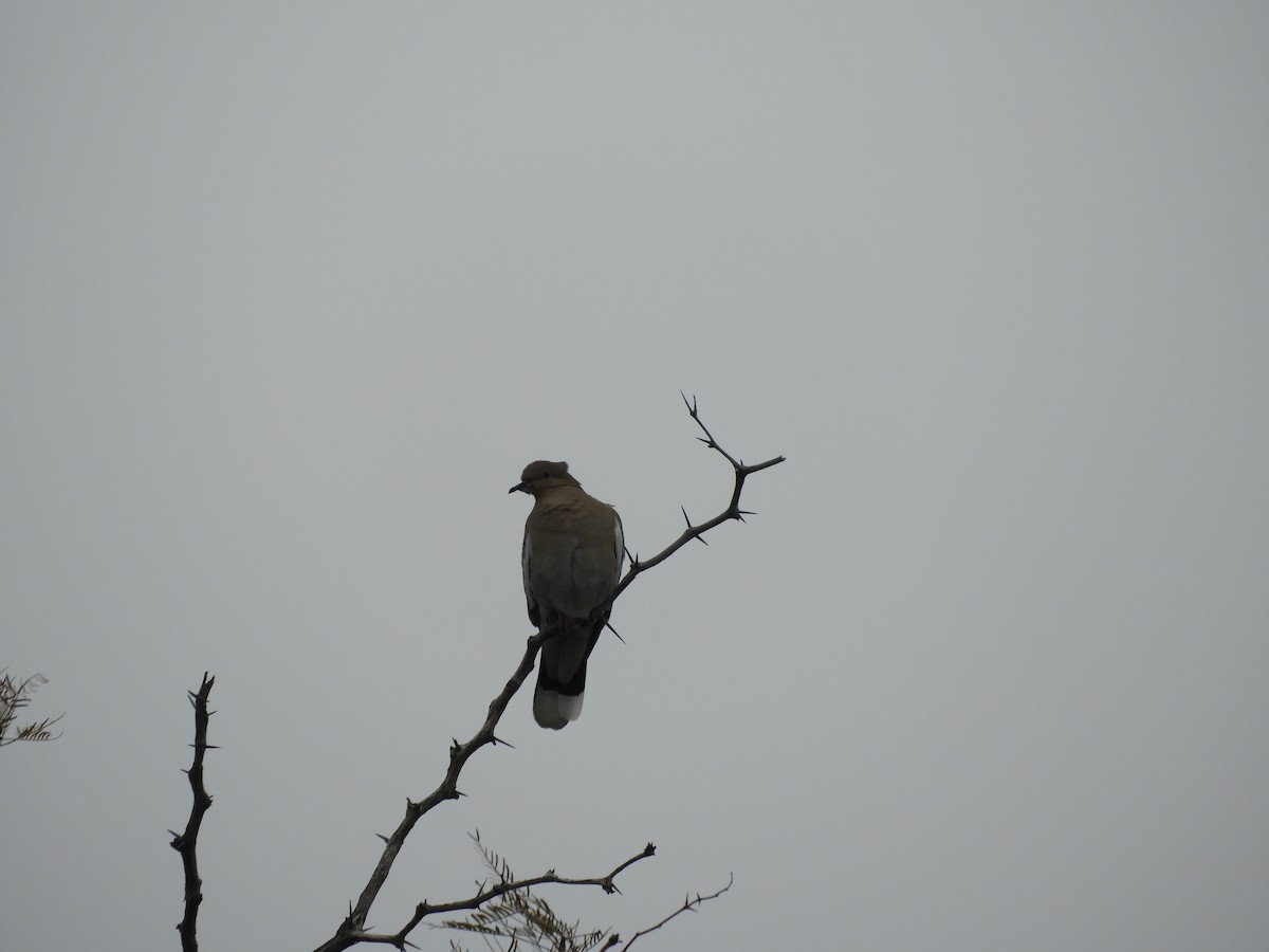 White-winged Dove - ML216287571