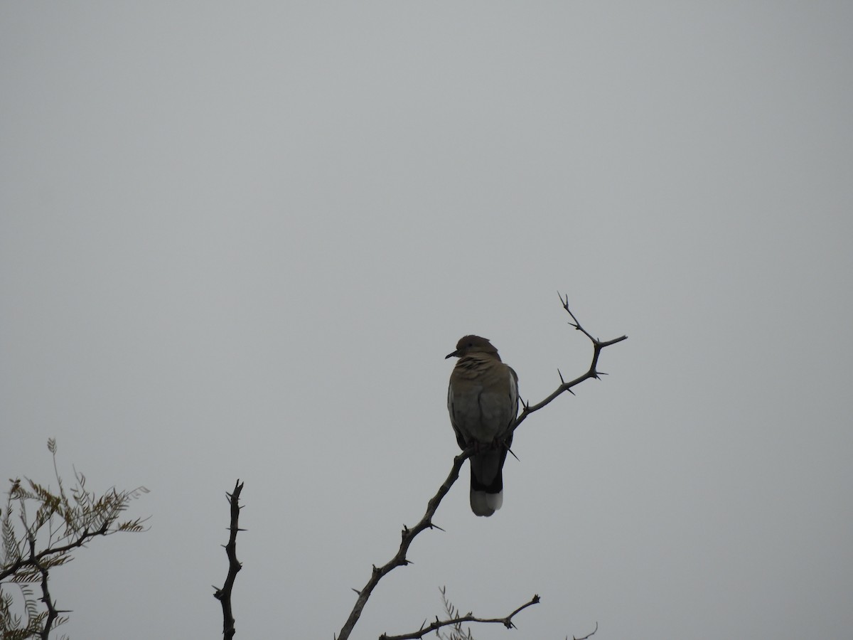 White-winged Dove - ML216287581