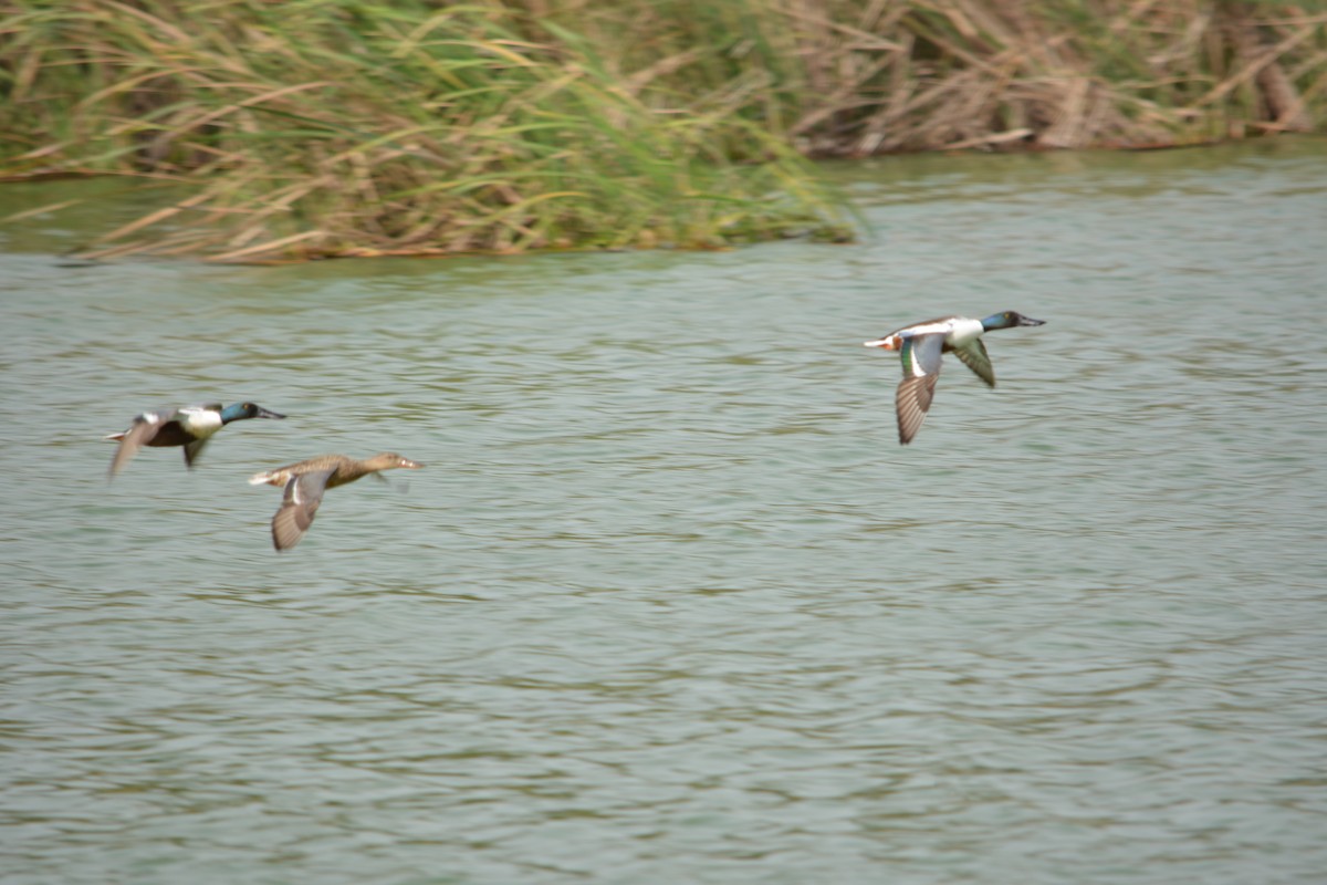 Northern Shoveler - ML216289931