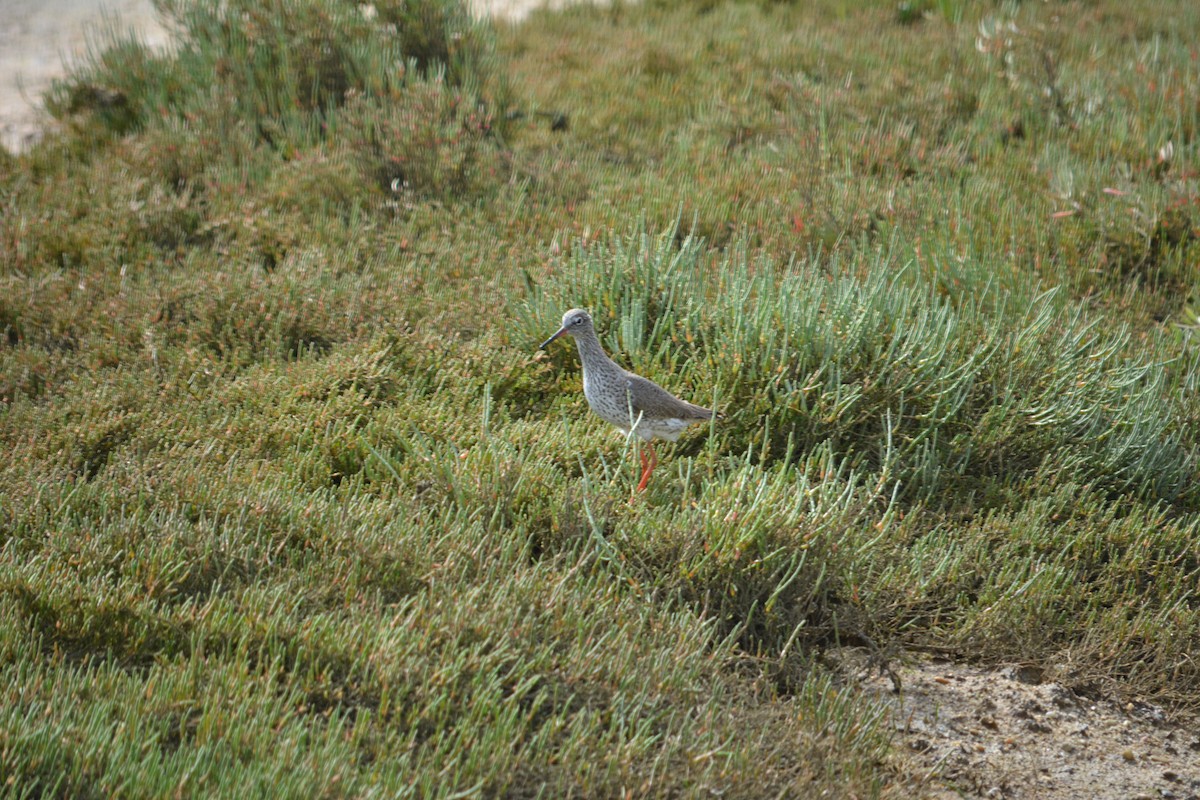 Common Redshank - ML216290021