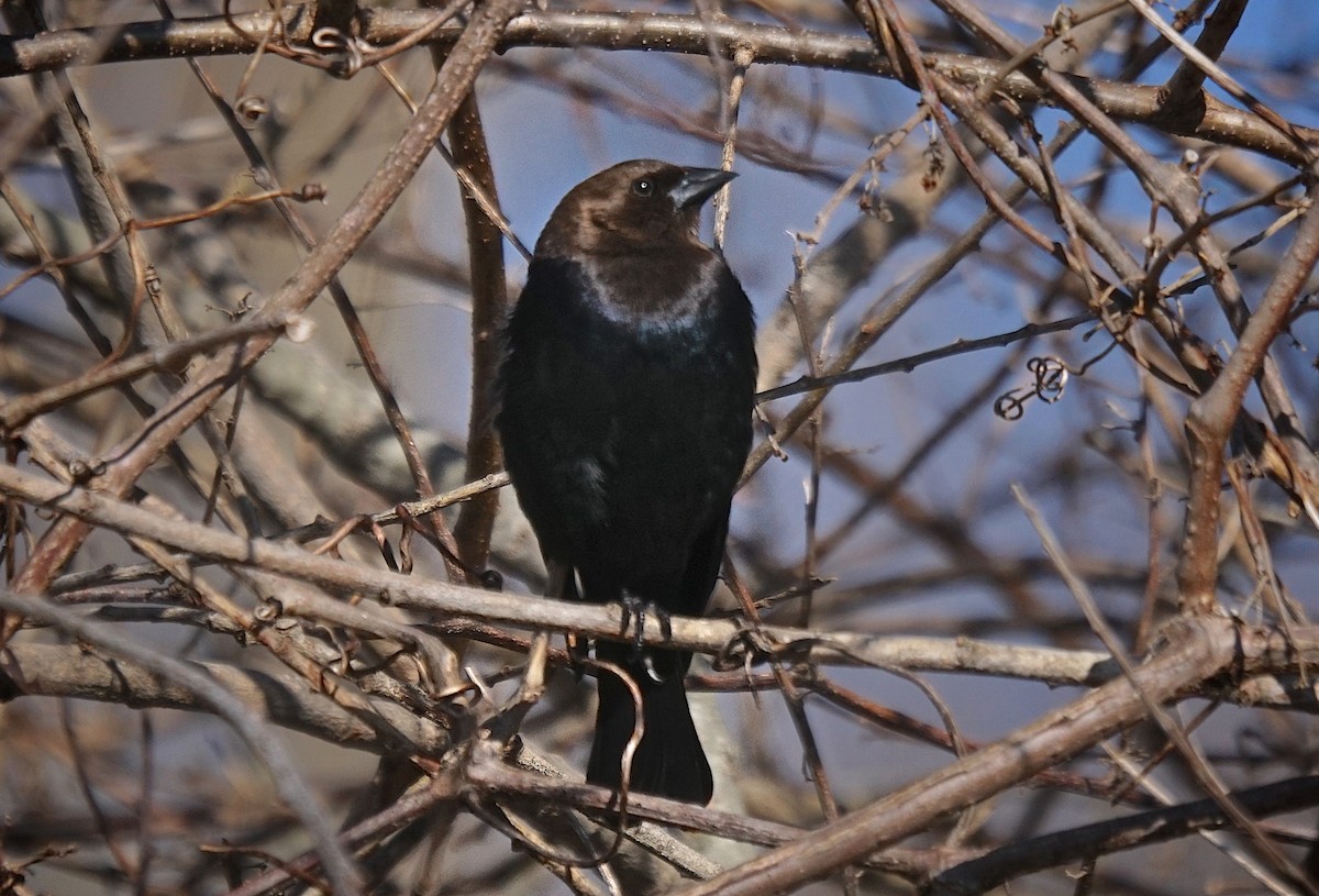 Brown-headed Cowbird - ML216292171