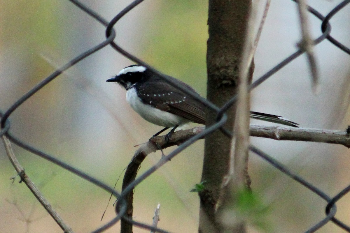 White-browed Fantail - ML216292411