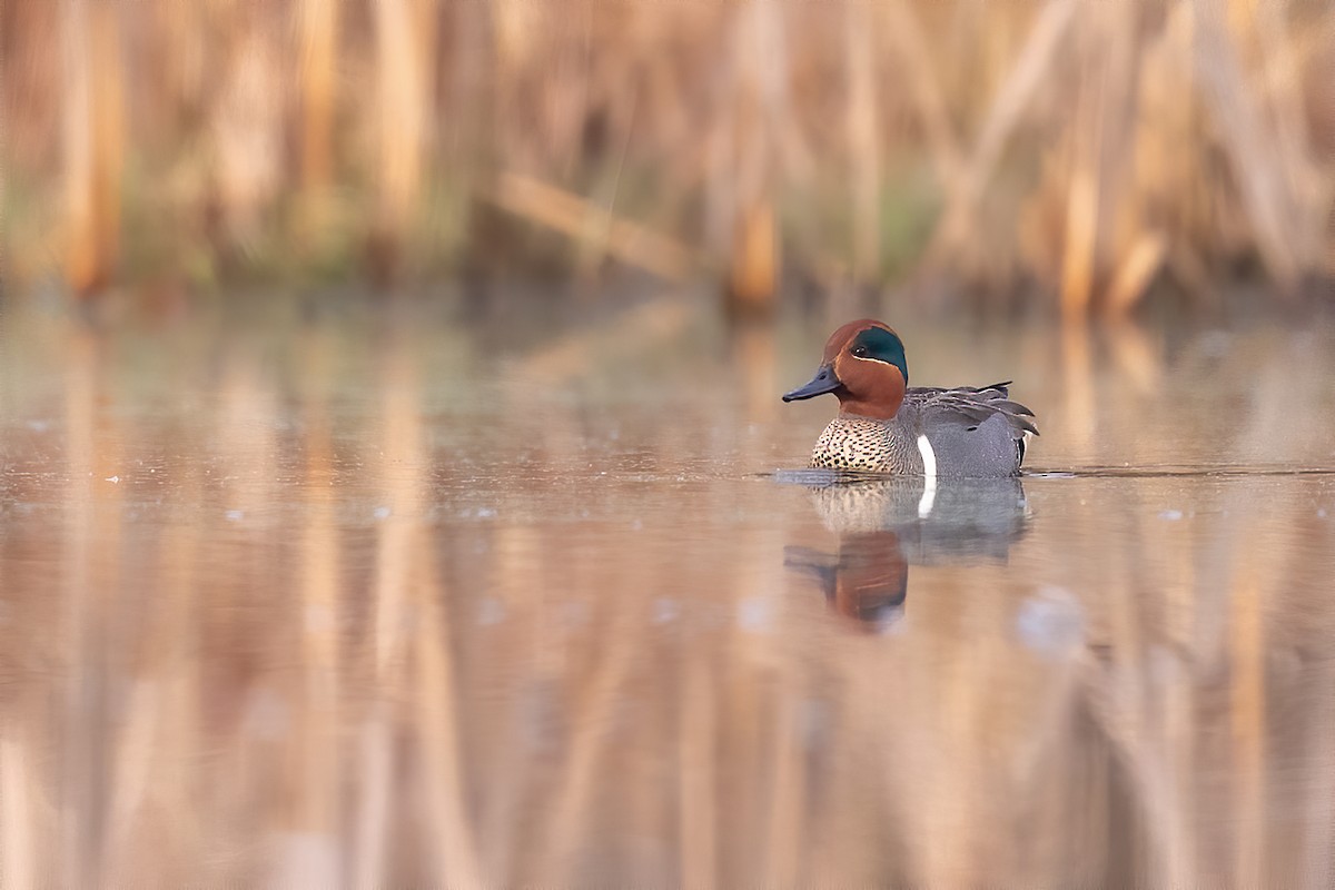 Green-winged Teal - ML216294421