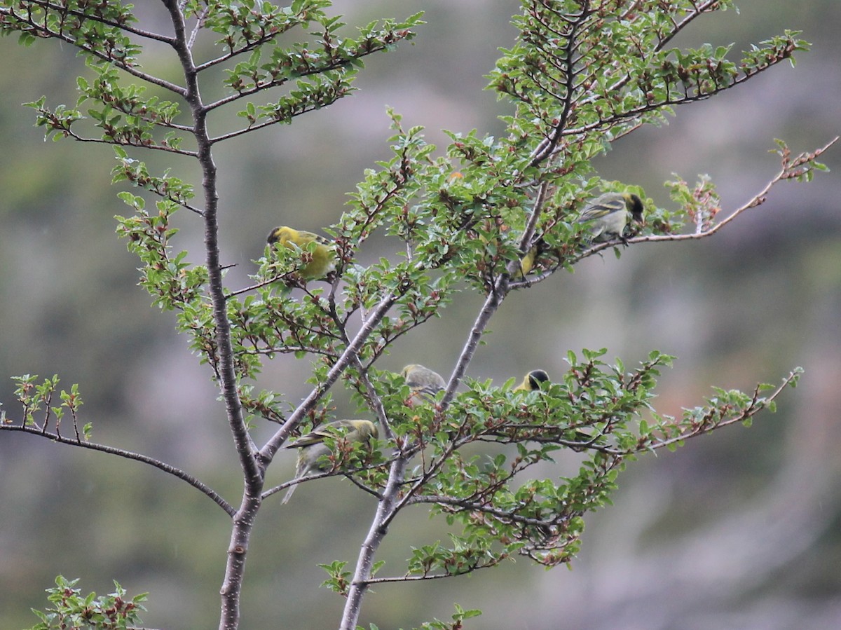 Black-chinned Siskin - Stephan Lorenz