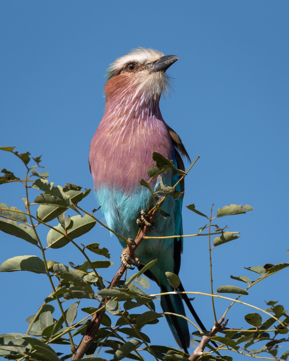 Lilac-breasted Roller - ML216295831