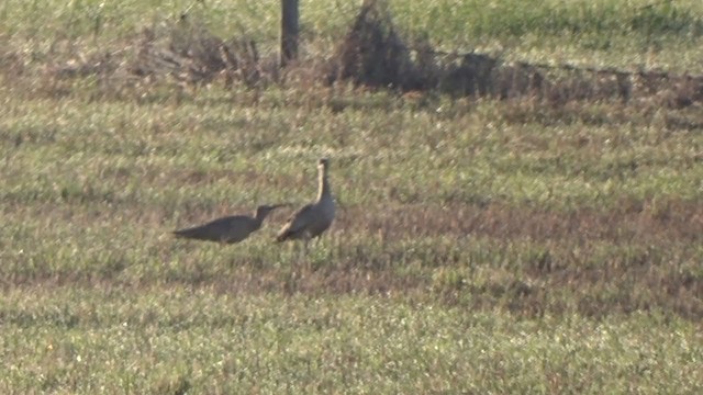 Long-billed Curlew - ML216295861