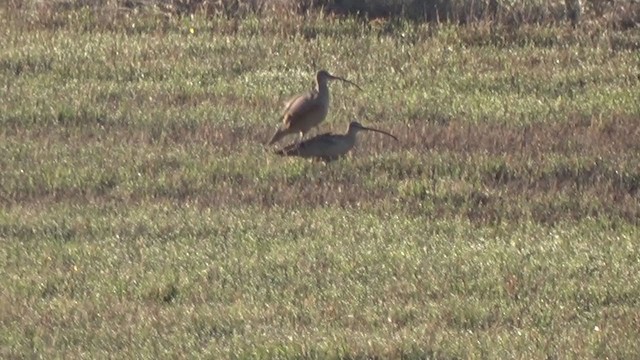 Long-billed Curlew - ML216295901