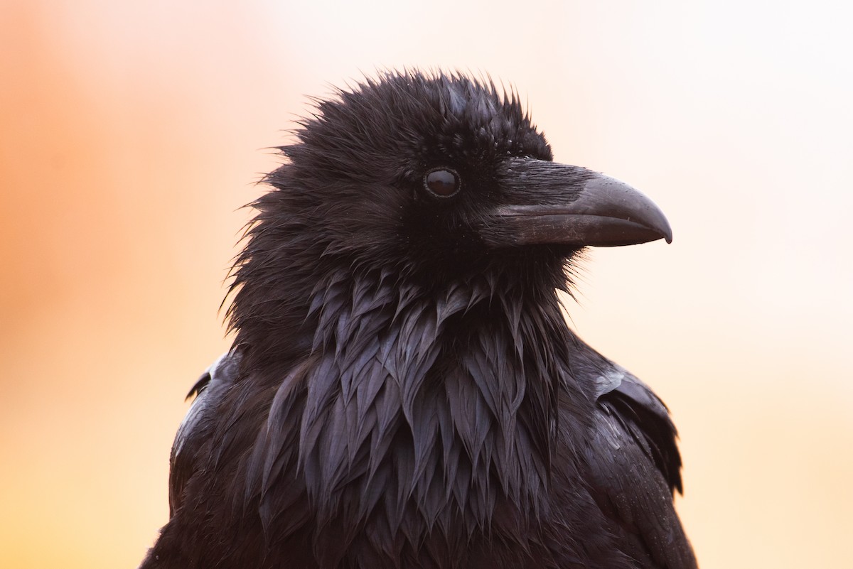 Common Raven - ML216297751